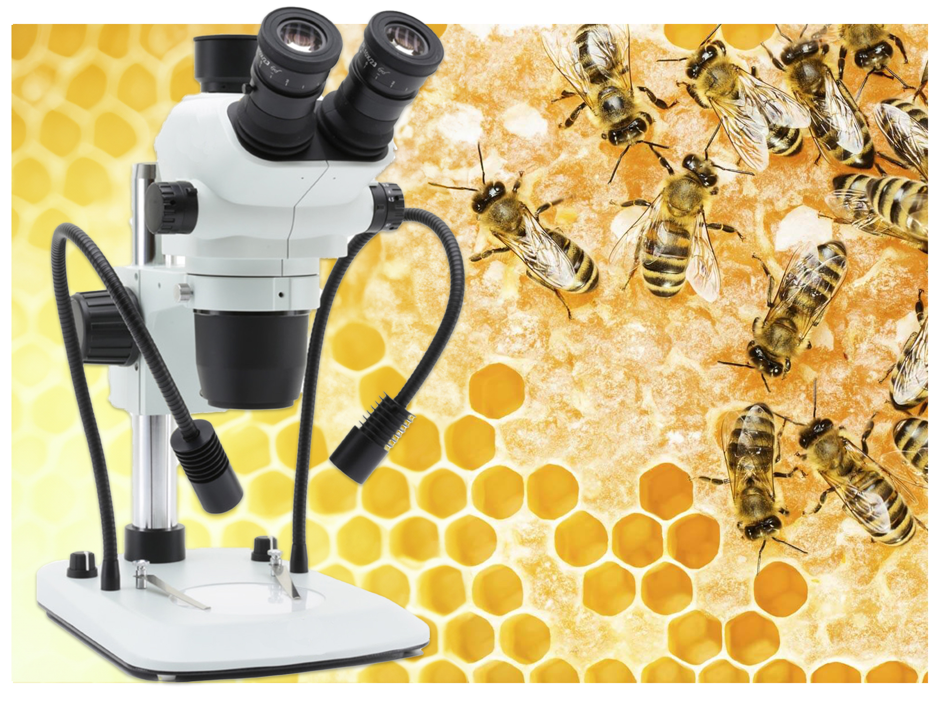 Il microscopio in apicoltura